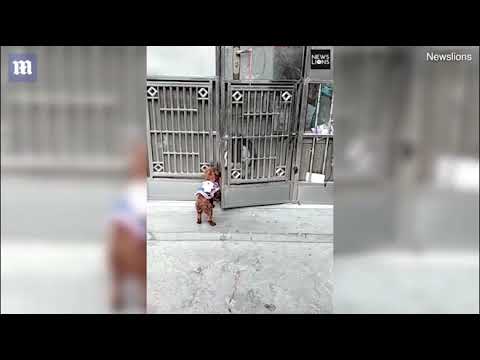 Chó mở cửa mời bạn chó vào nhà chơi!