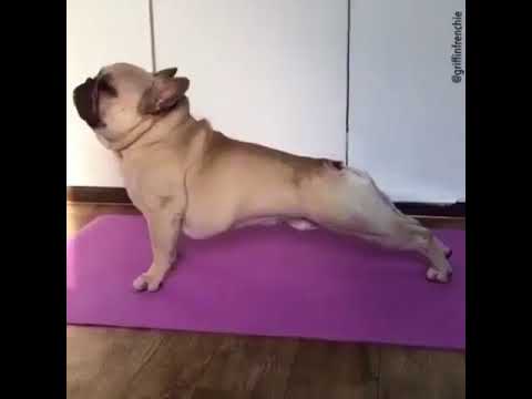 Chú chó tập yoga với những động tác đơn giản