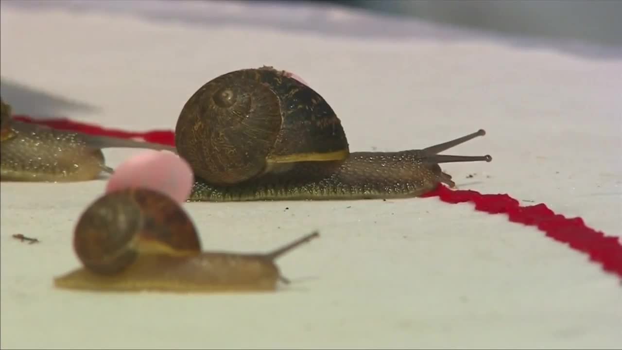 Snails slug it out in world racing championship
