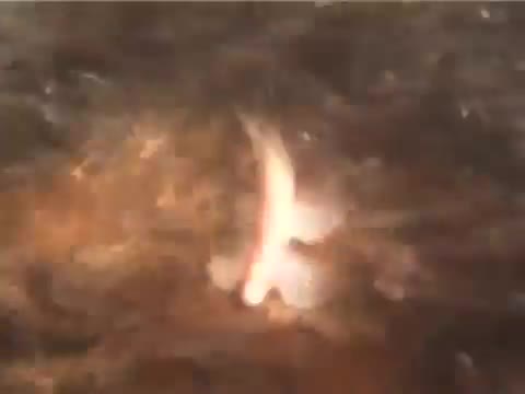 Eyeless Cave Fish.