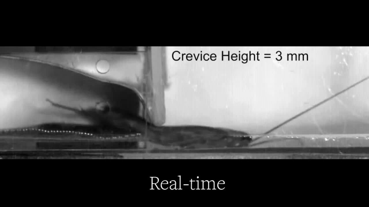 Cockroach robots to the rescue!