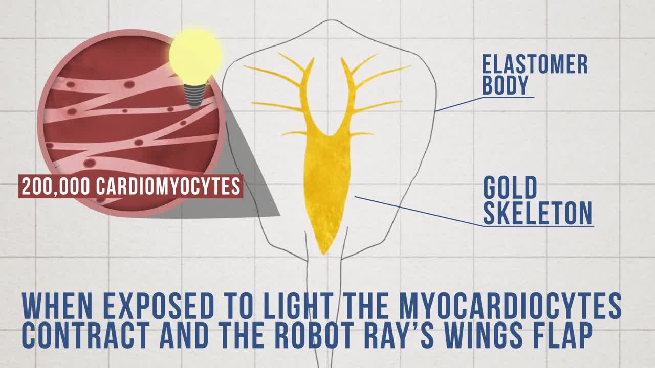 Cyborg Stingray