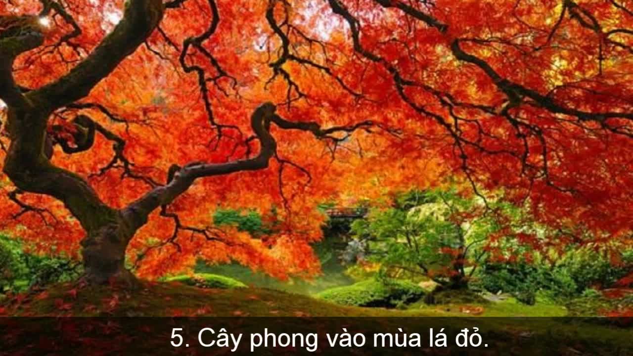 16 loại cây khổng lồ, đẹp nhất hành tinh
