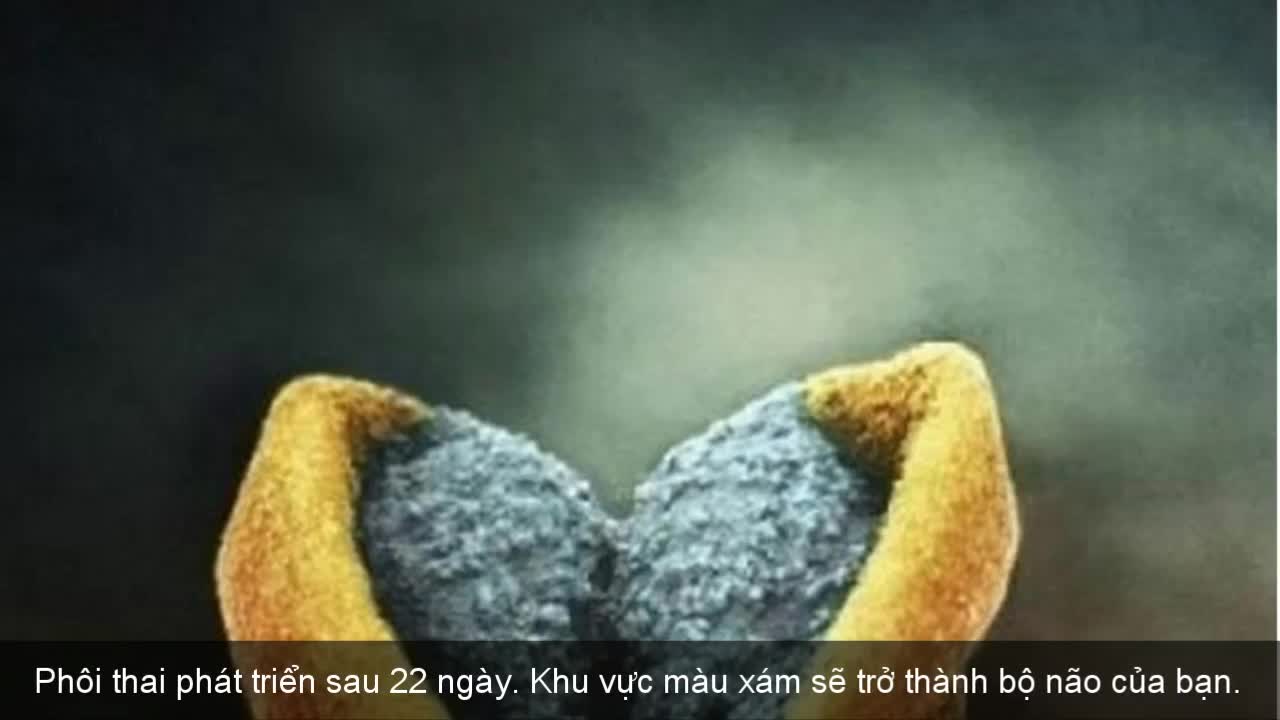 Bạn hình thành và phát triển trong bụng mẹ như thế nào?