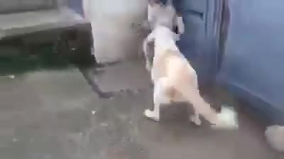 Chỉ là ho thôi mà