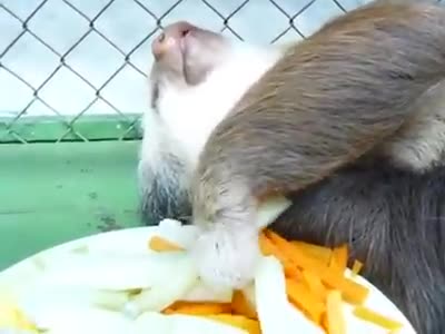 Tôi muốn ăn xoài tại sao cứ bắt tôi bốc cái gì thế này!!!