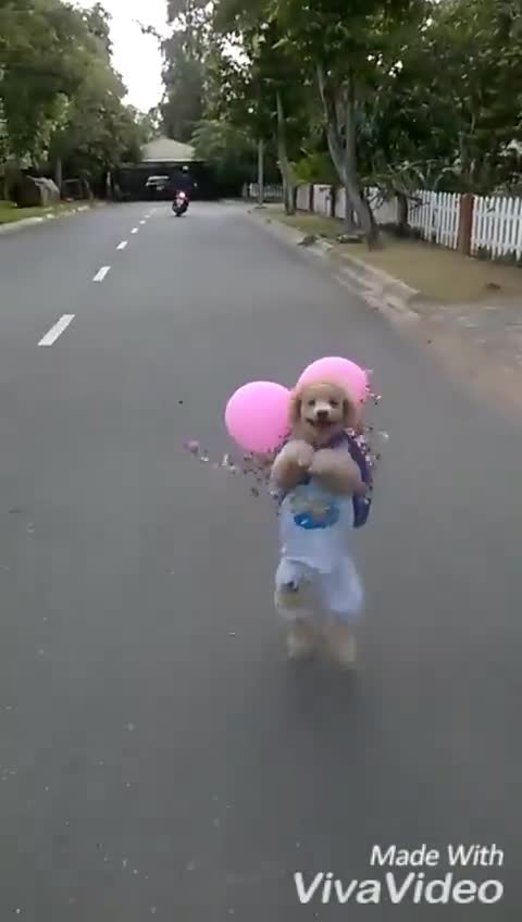 Chú cún dễ thương 