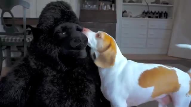 Khi chú chó phát hiện vật thể lạ trong nhà 