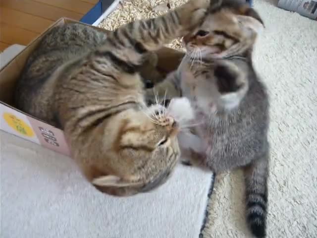Hai mẹ con nhà mèo rảnh quá mà 