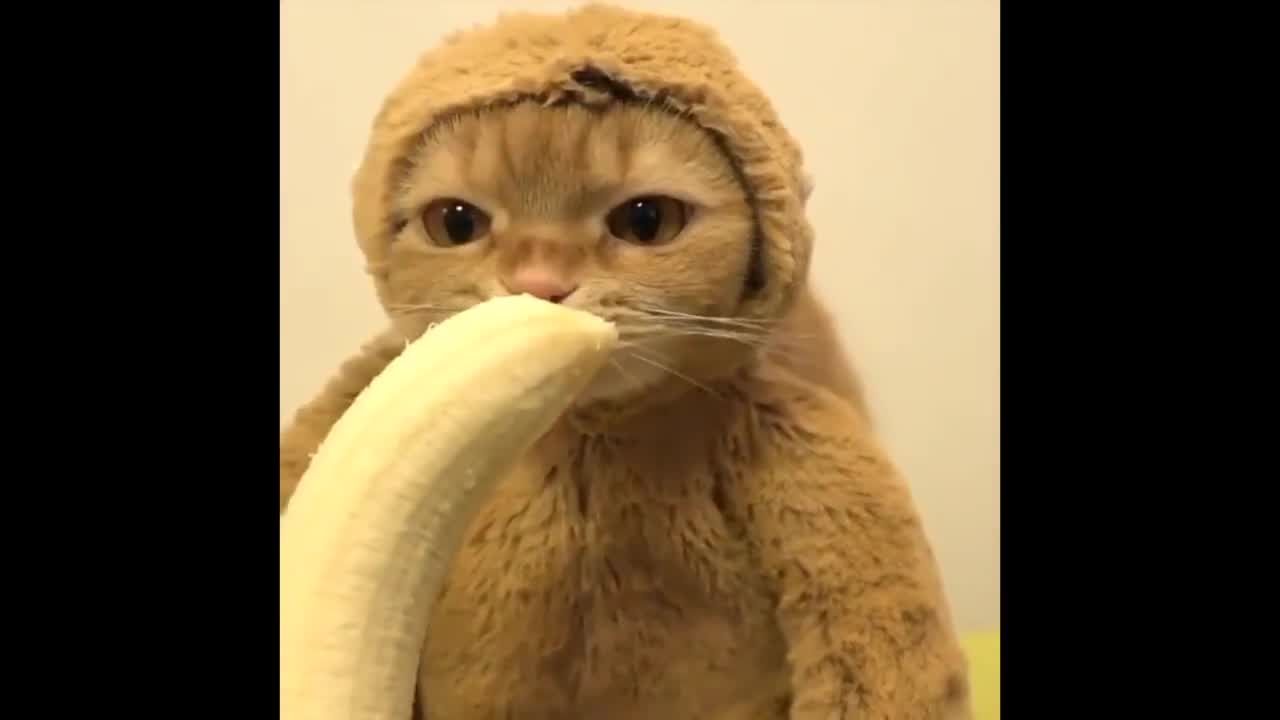 Mèo hay khỉ đây?