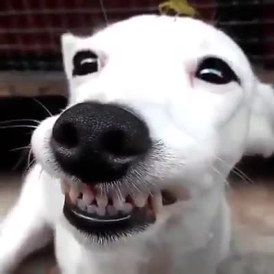 Ai nhiều răng hơn?
