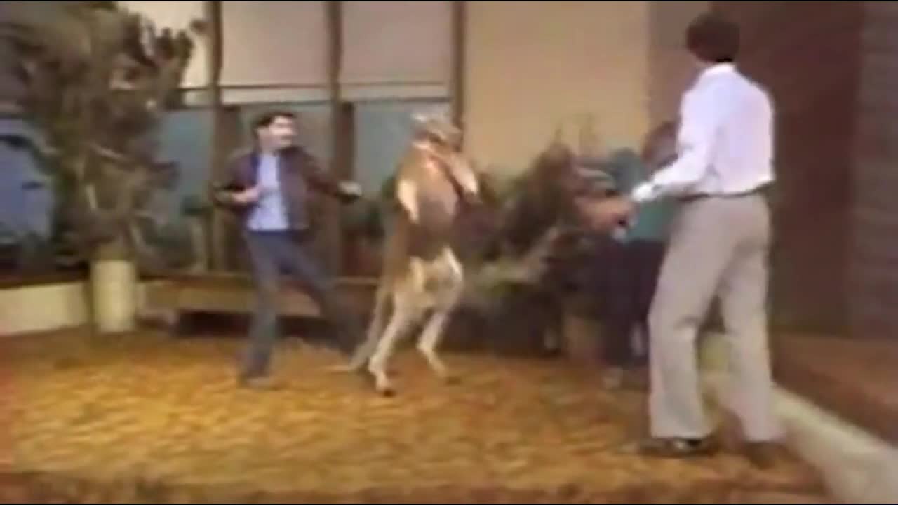 Kangaroo tấn công người dạy thú trong show truyền hình