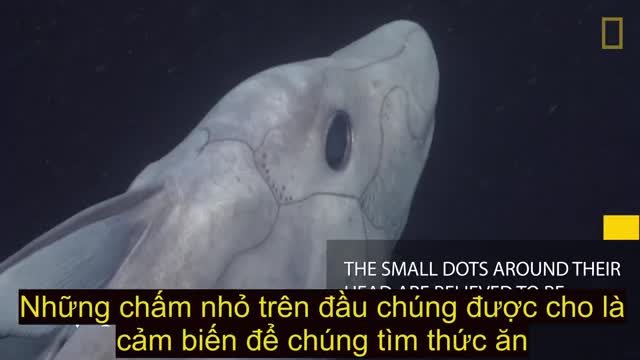 Lần đầu tiên quay được hình ảnh cá ma 