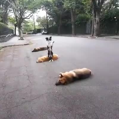 Chú chó "vượt chướng ngại vật" bằng hai chân không thua gì vận động viên 