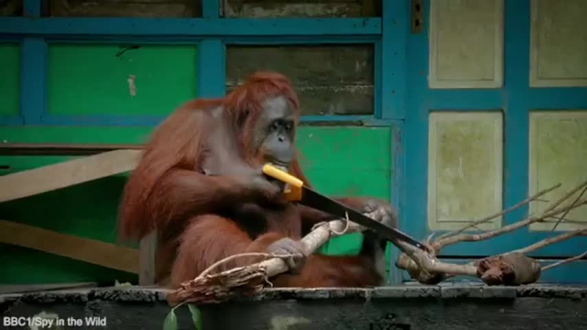 Đười ươi cưa nhánh cây tài tình như con người