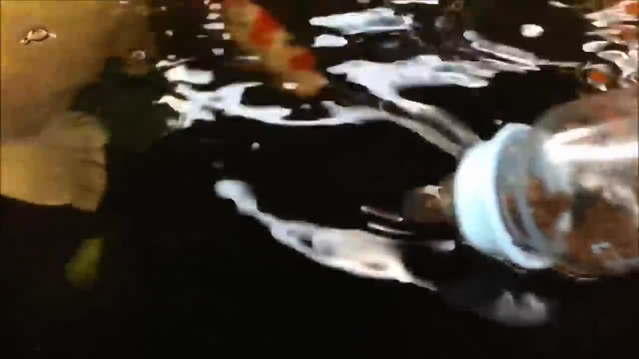 Cá Koi bú bình như em bé 