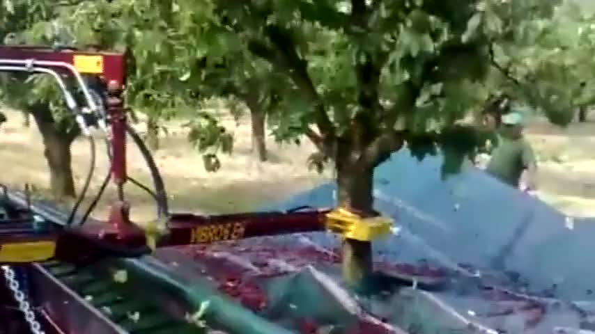 Thu hoạch cherry ở Mỹ cực nhanh 