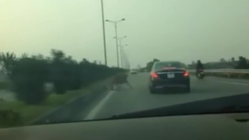 Bò lao sang đường bị ôtô hất văng