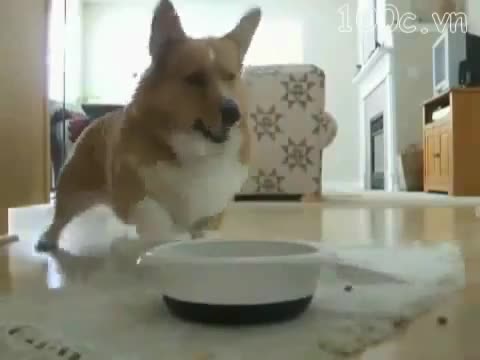 Chó nhảy break dance 