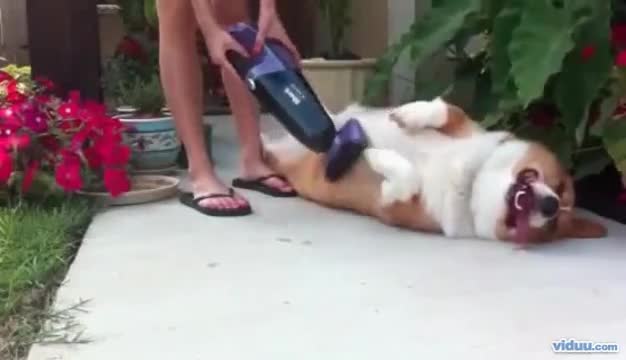 Mát xa chó kiểu mới