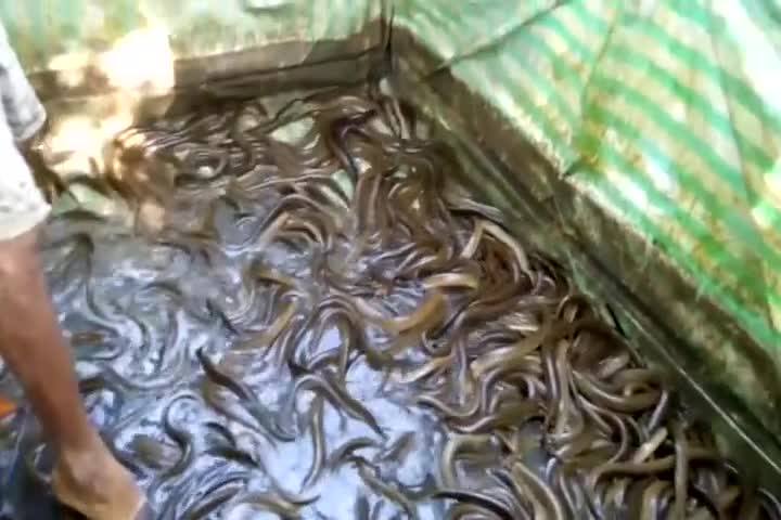 Lươn nhiều quá trời!!!