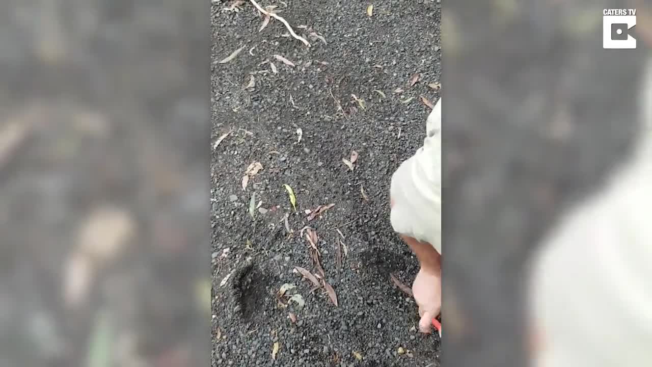 Mải truy đuổi con mồi, rắn độc sập bẫy chuột
