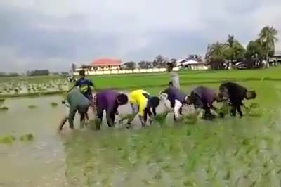 Cấy lúa đều và nhanh như máy 