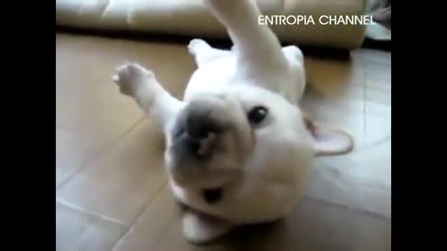 Chó con không lật nổi người