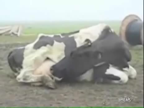 Bất ngờ với con bò tự bú sữa của chính nó 