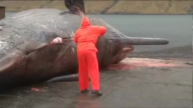 Con cá voi dài 13 m dạt bờ trên đảo Faroe phát nổ khiến máu, mỡ, ruột văng xa