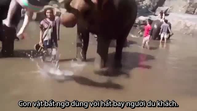 Nữ du khách bị hất tung khi tắm cho voi