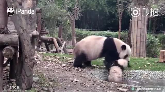 Gấu trúc mẹ vật lộn bắt con đi tắm