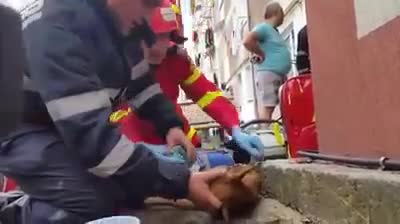 Lính cứu hỏa cứu chú chó bị ngạt