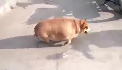 Chó hay lợn vậy?