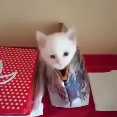 Chú mèo dọa ma dễ thương 