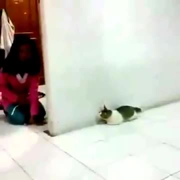 Dọa con mèo sợ chết khiếp