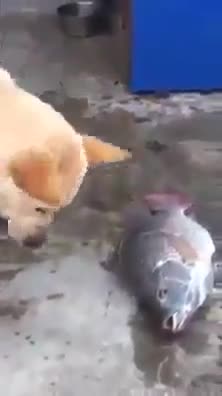 Chó "tát" nước cứu cá gặp nạn 