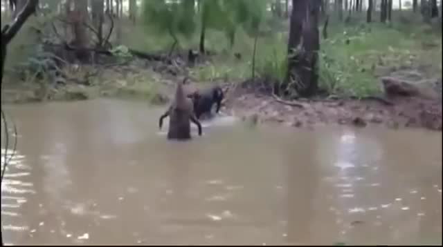 Kangaroo chiến đấu với chó săn