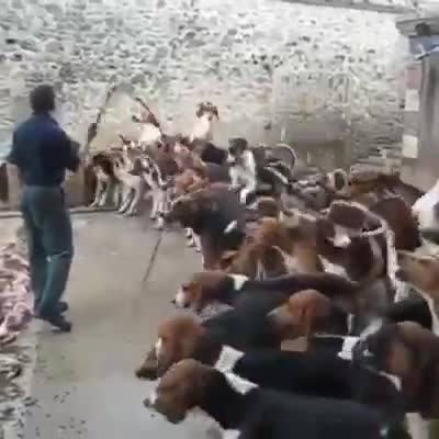 Huấn luyện cả đàn chó dữ 