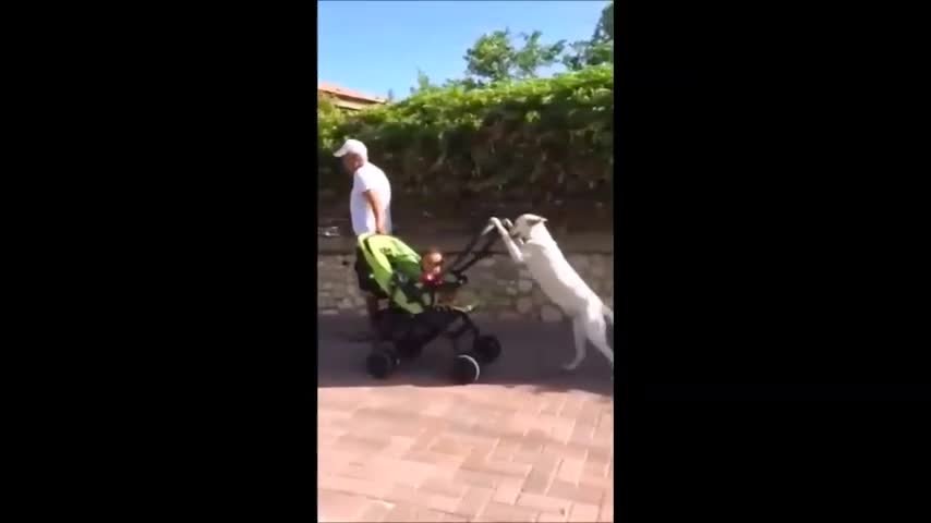 Chó đẩy xe nôi cho bé