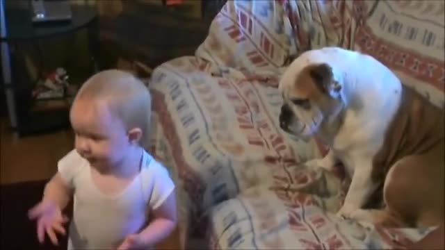 Chú cún nằm im khi bị em bé mắng 