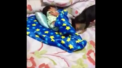 Em bé được cún đắp chăn cho đỡ lạnh 