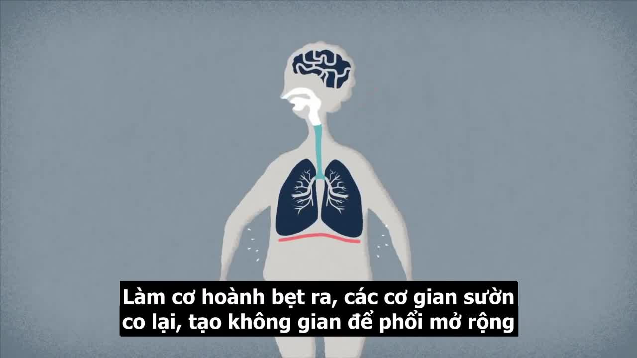 Phổi hoạt động như thế nào?