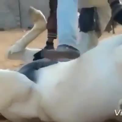 Chú ngựa cực kỳ thoải mái khi được mát-xa 
