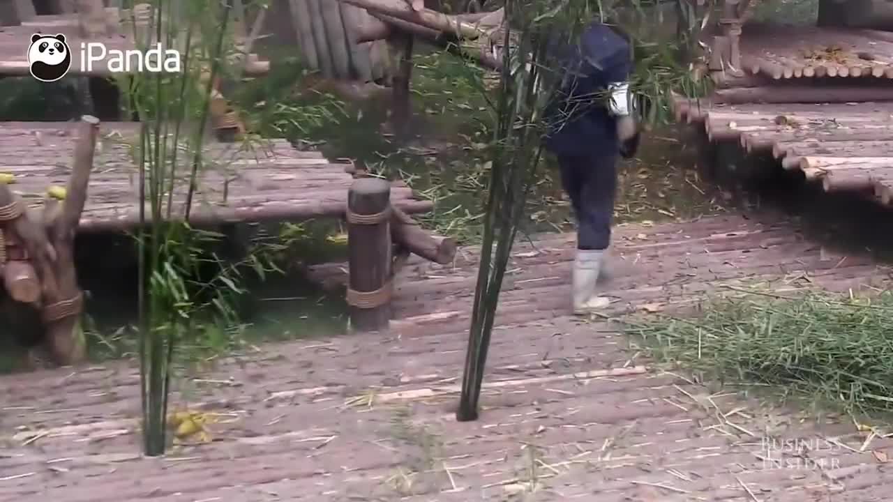 Gấu trúc bám người “dai như đỉa” 