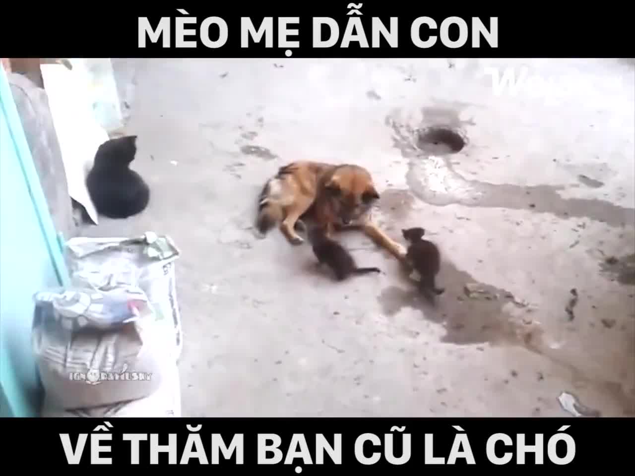 Mèo mẹ dẫn con về thăm bạn cũ 