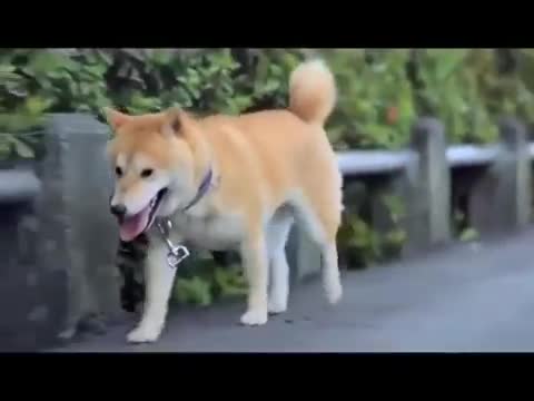 Câu chuyện cảm động về chú chó bị bỏ rơi (Shiba)