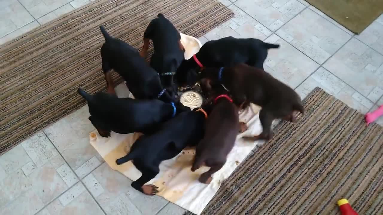 Cách mới để cho chó ăn 