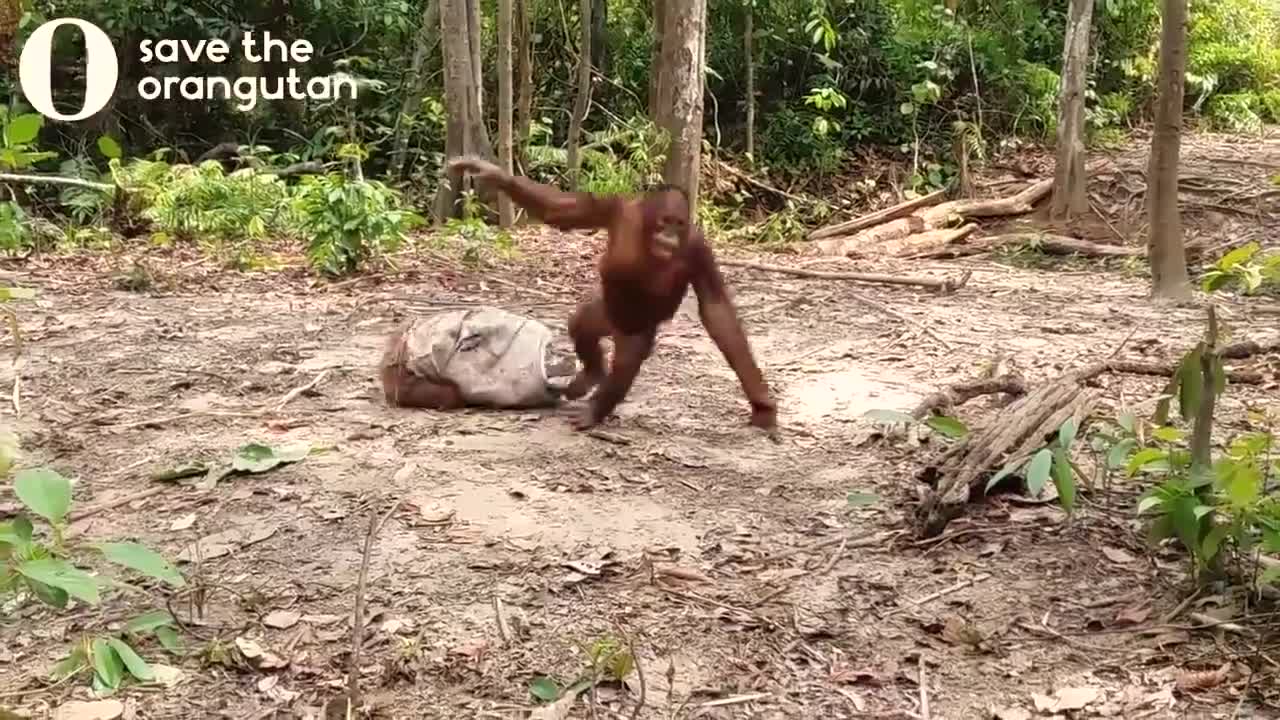 Khi lũ khỉ chơi trò ú òa 