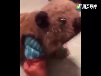 Không thể nhịn cười với những em bé "lầy nhất quả đất" này